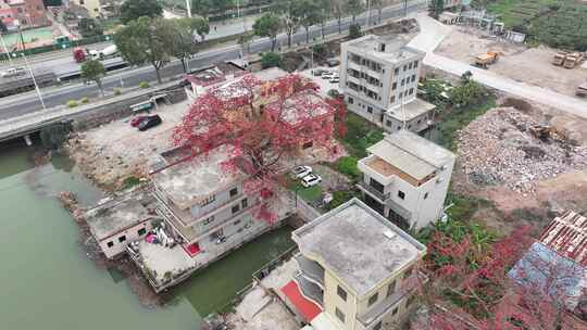 中国广东省广州市南沙区九涌桥东木棉花