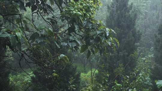 4K60P 暴雨 雨滴 空境 雨中植物