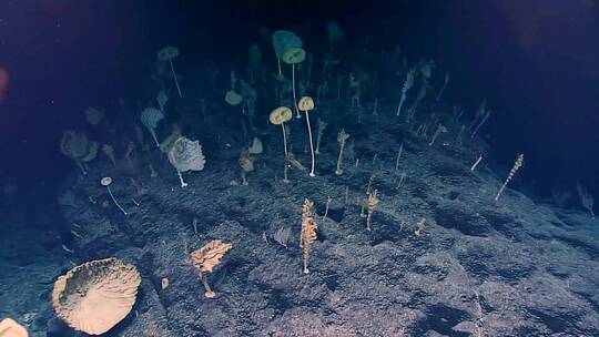 深海发现奇怪的海绵