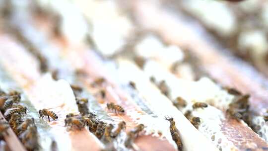 养蜜蜂的人 养蜜蜂 蜜蜂
