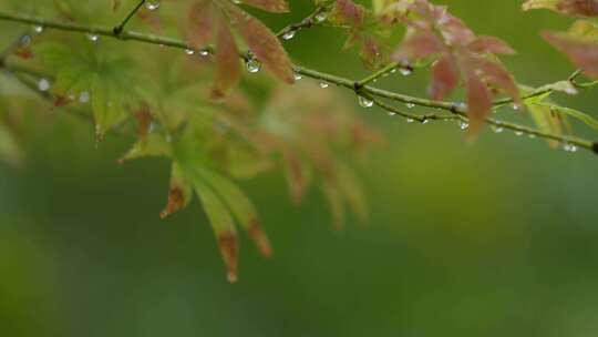 春天的雨丝  静谧美好