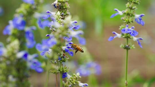 慢镜头特写蜜蜂在鼠尾草花上采蜜