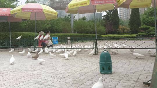 游客向鸽子投食