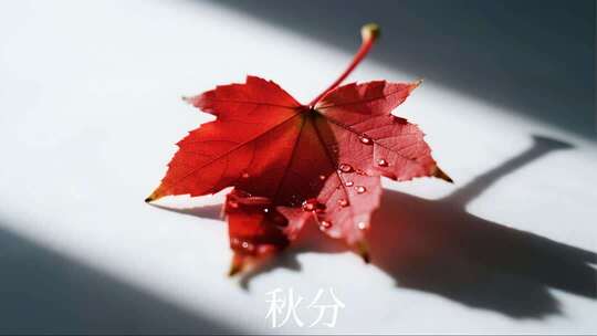 秋分枫叶特写唯美秋景微距视频