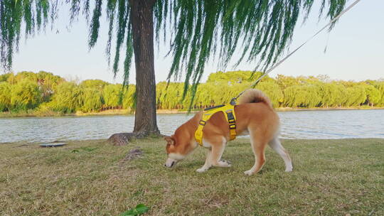 柴犬公园湖边玩耍