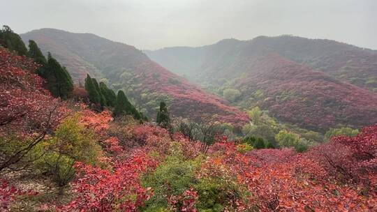 济南红叶谷景区，秋季满山红叶景观