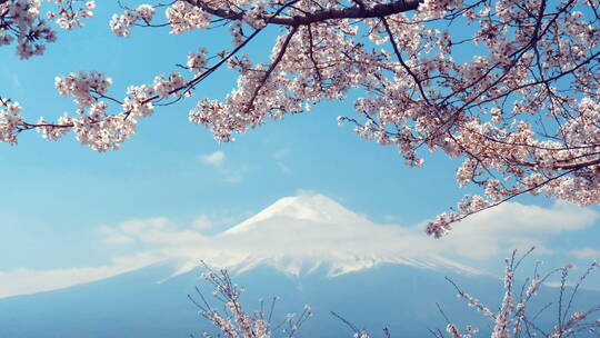 日本的富士山和樱花视频素材模板下载