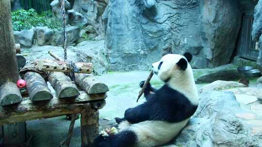 动物园大熊猫吃竹子