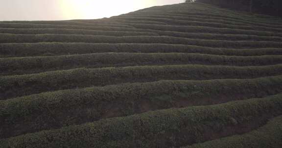 茶山 茶园 采茶