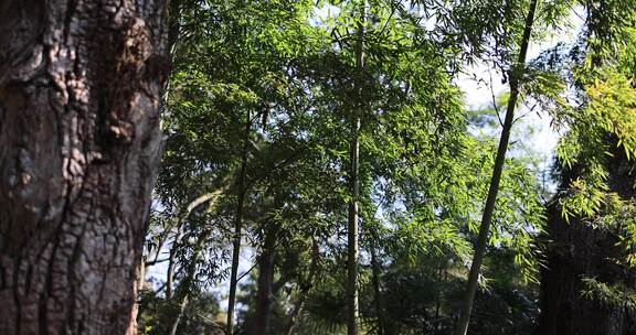 阳光穿透竹林禅意唯美空境