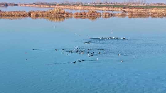 鸬鹚 野鸭 素材 航拍水鸟 生态 慢动作