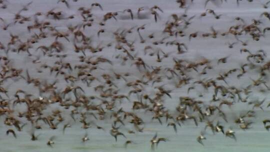 海滩上飞翔的琵琶鸟群