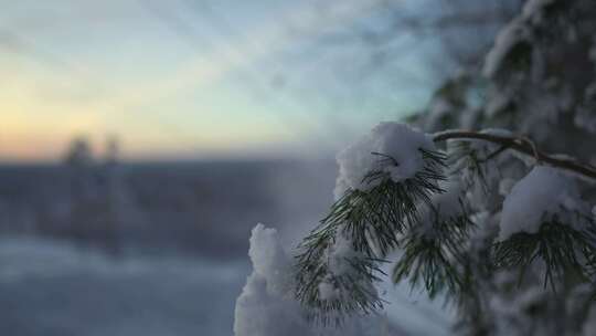 雪，颤抖，冬天，秋天