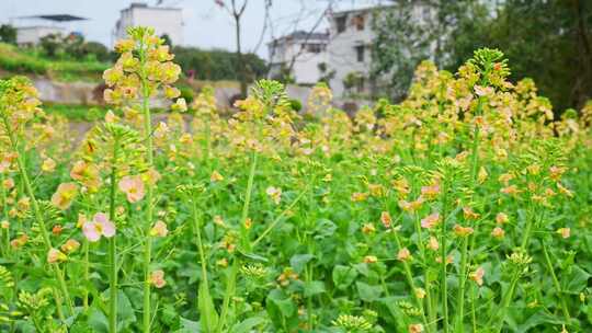 油菜花春天油菜花海油菜花田菜花花海