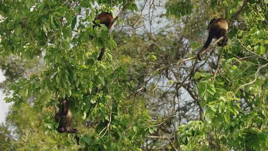 Howler Monkey，猴子，哥斯达