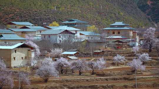 云南尼西藏族村落桃花盛开春季粉色桃花源记