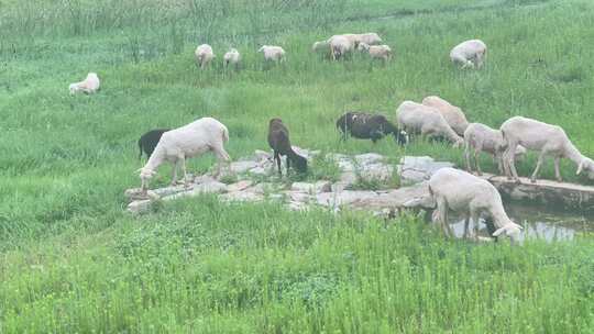 羊吃草草原
