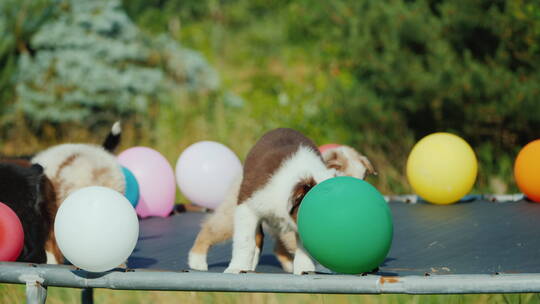 一群小狗在蹦床上玩气球