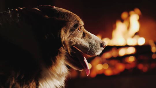 狗看着壁炉里的火