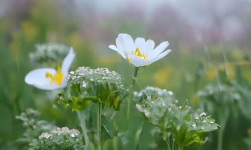 雨后的春日花园，花朵上的雨珠闪闪发光