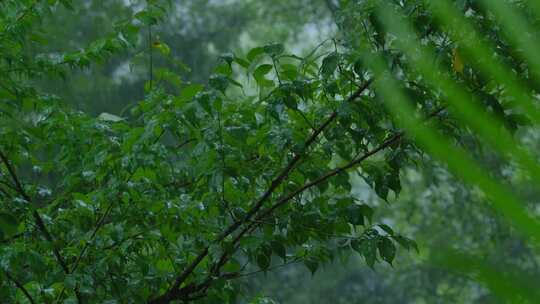 森林雨景树林下雨暴雨