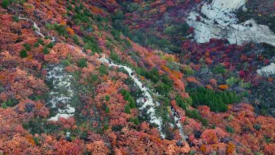 秋日红叶森林航拍满山红叶