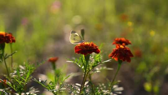 夕阳下野花上的蝴蝶