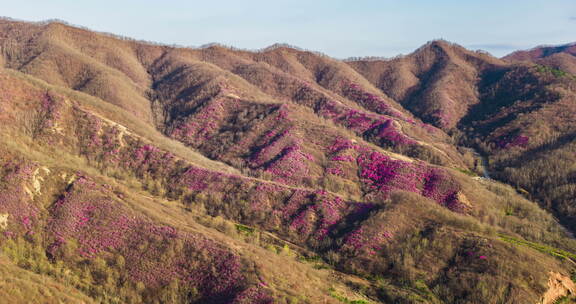 漫山盛开紫色花卉的山峦
