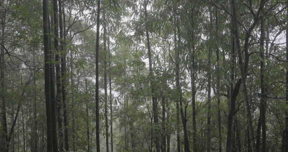 云南红河蝴蝶谷热带雨林