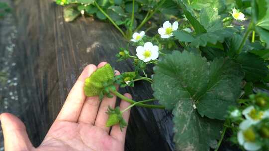 草莓花 草莓叶 草莓幼苗 草莓幼果 种植