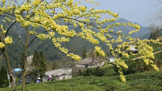 茶叶茶绿茶采茶茶山春茶茶园4K实拍