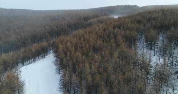 张家口崇礼雪山森林4k