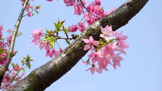 武汉市东湖磨山樱花园粉色樱花特写4k视频