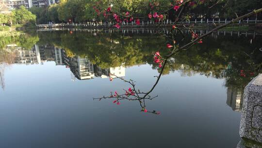 春天海棠花树