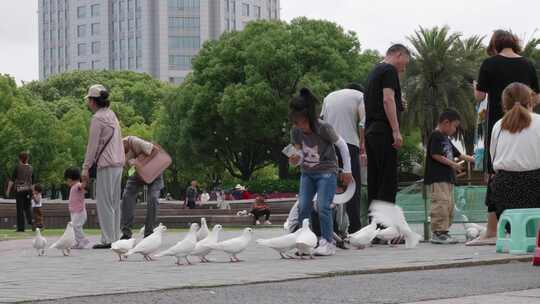 实拍台州椒江市民广场喂鸽子