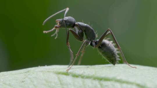 弓背蚂蚁的微观特写慢动作