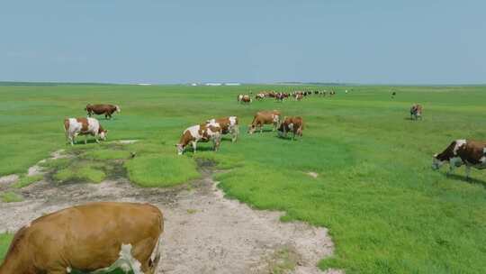草地草原散养牛航拍
