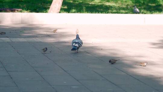 公园里自由觅食的鸽子