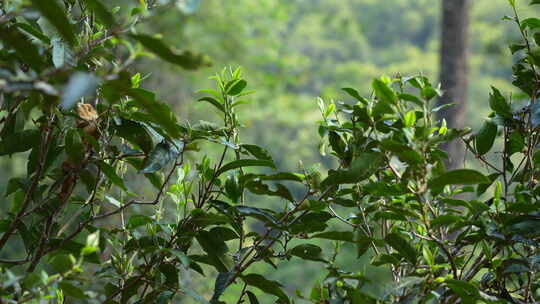 发芽茶树茶叶茶芽