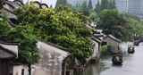 （慢镜）中国江南水乡千年古镇乌镇下雨天高清在线视频素材下载
