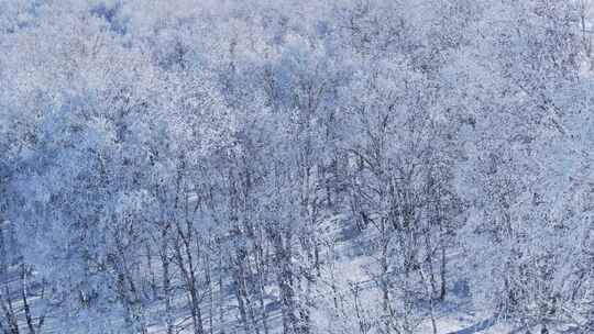 乌兰布统雾凇雪景雪林航拍