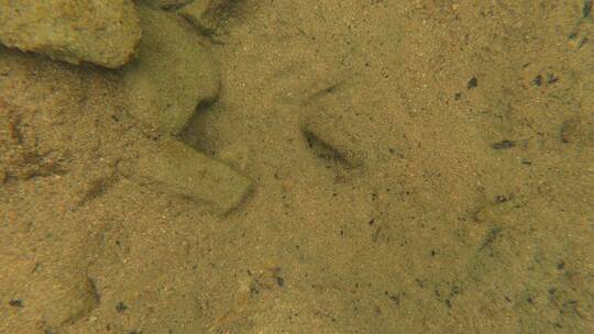 水下拍摄溪流里的鱼，石斑鱼