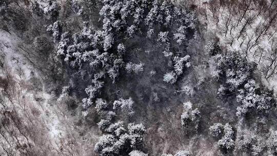 秦岭冬天下雪 白雪皑皑