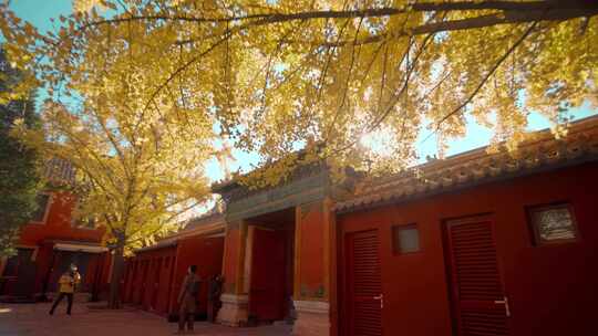 北京故宫紫禁城秋天延禧宫的银杏树与红墙视频素材模板下载
