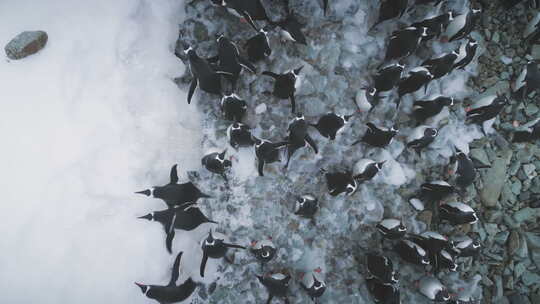 南极洲冰岸上的企鹅。变焦航拍