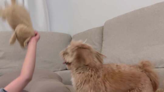 美女逗宠物狗小狗宠物