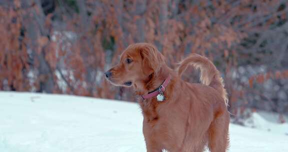 狗，金毛猎犬，玩耍，雪