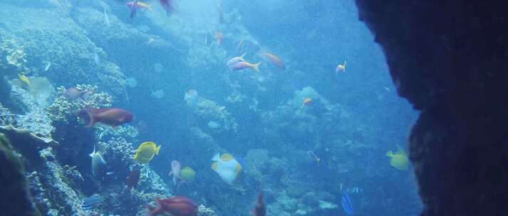 彩色的鱼群在海底游着