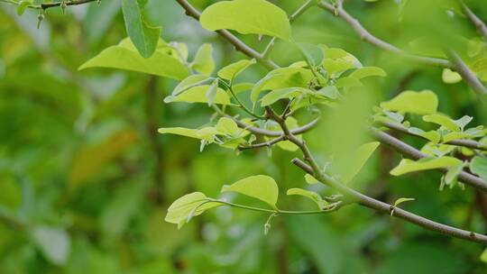 乡村田间劳作农作物释迦果荔枝植物唯美空镜