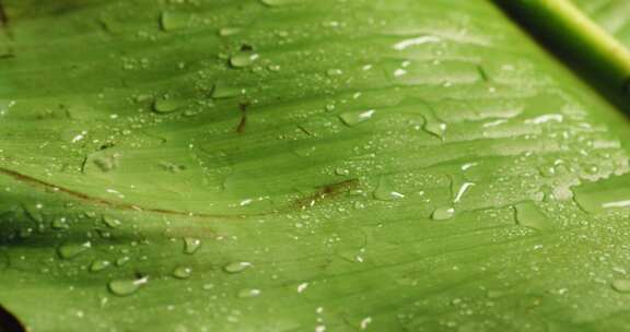 芭蕉叶水滴